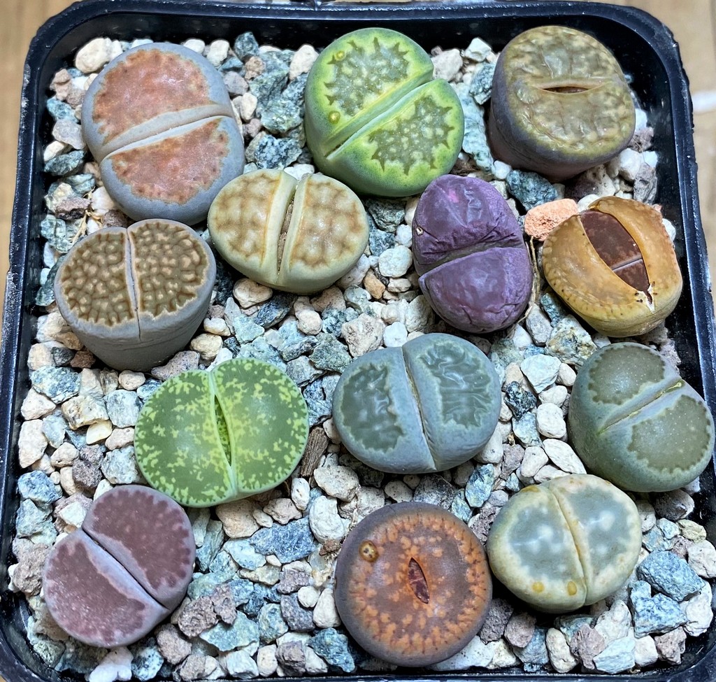 SH26756 Lithops mix