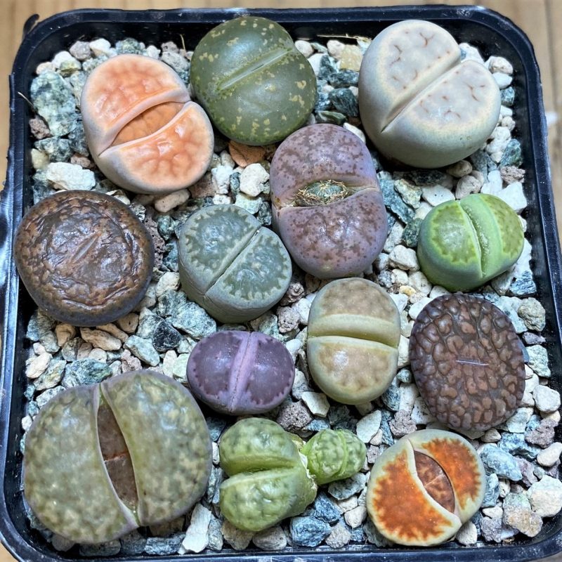 SH26757 Lithops mix