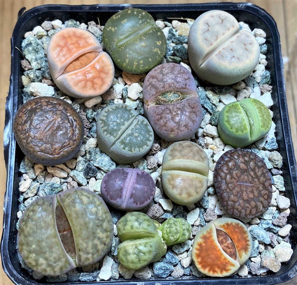 SH26757 Lithops mix