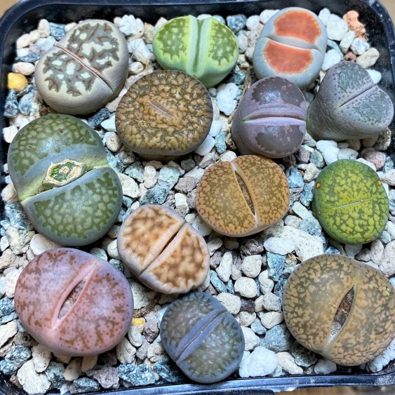 SH26758 Lithops mix