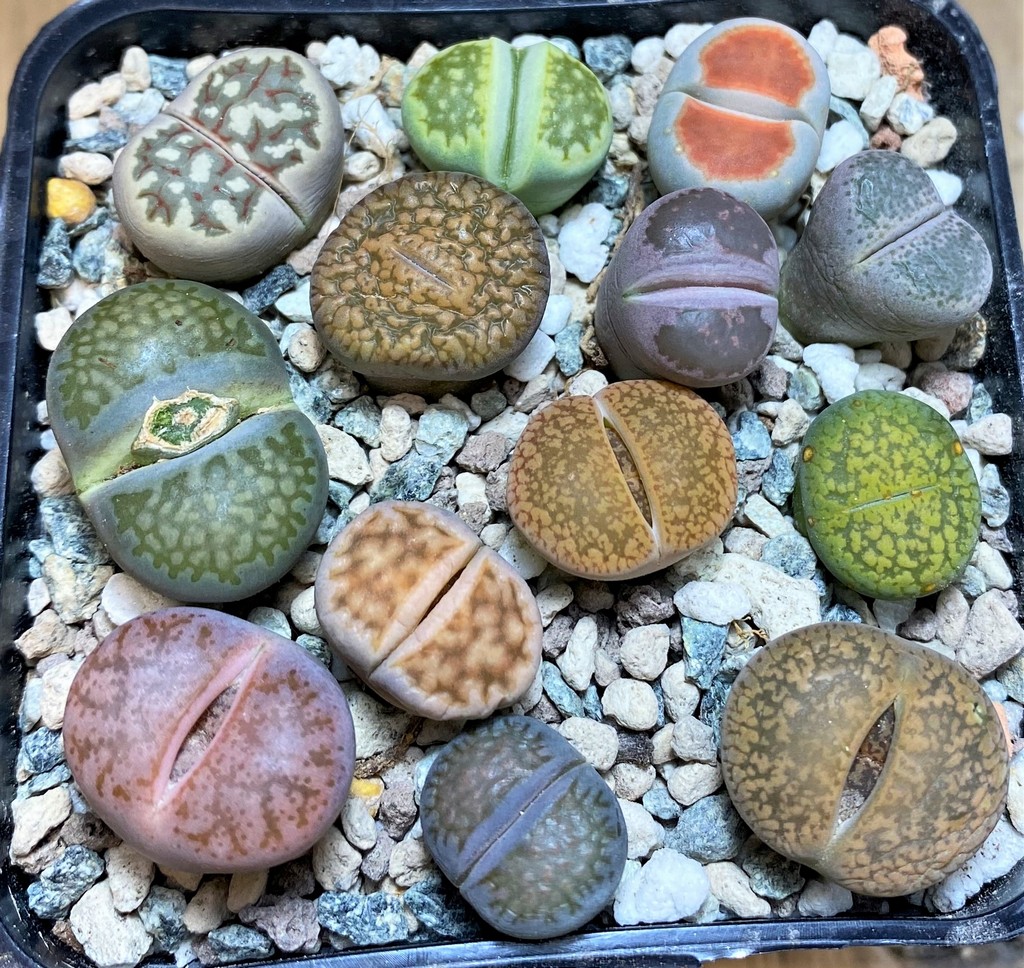 SH26758 Lithops mix