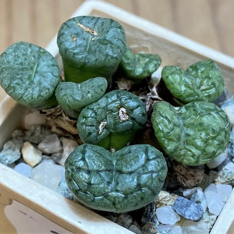 SH26674 Conophytum obcordellum