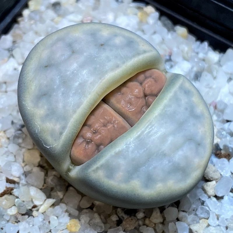 SH26683 Lithops karasmontana v. eberlanzii