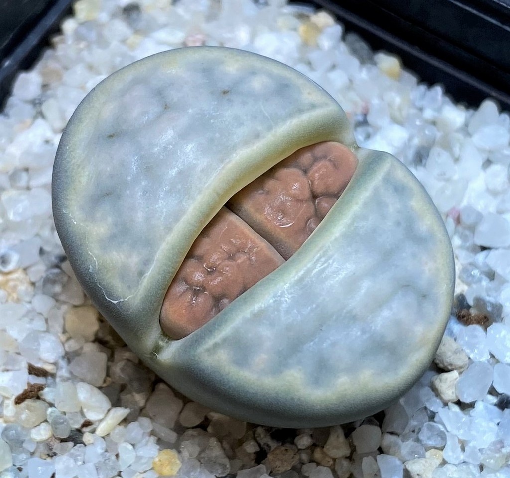 SH26683 Lithops karasmontana v. eberlanzii
