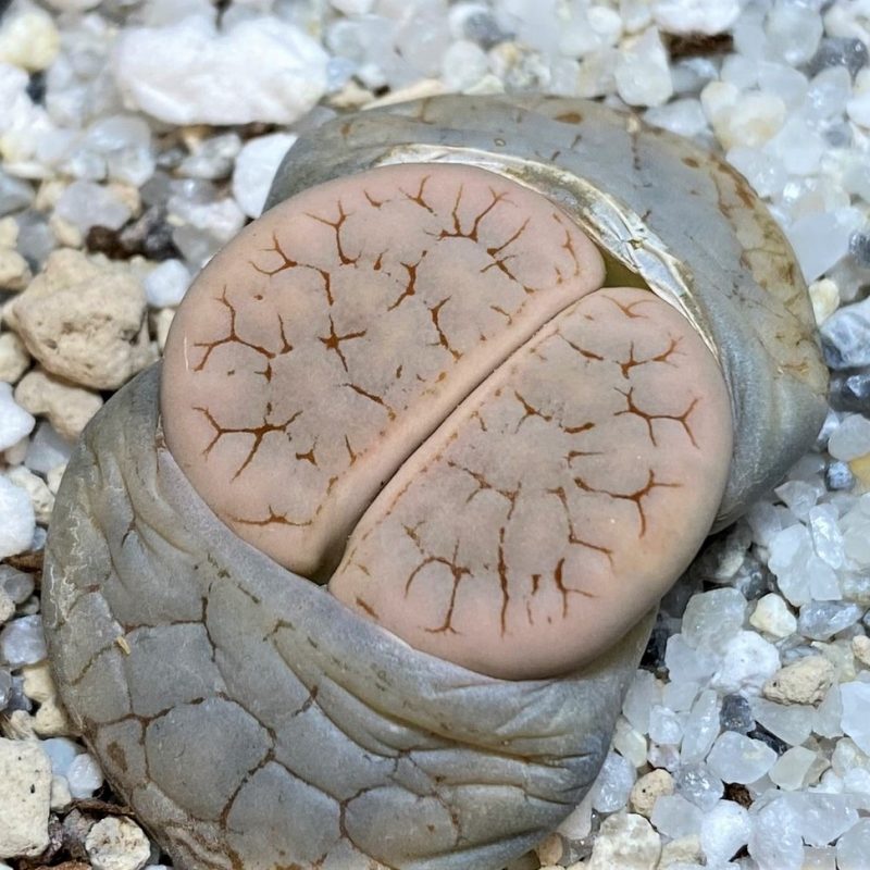 SH26684 Lithops gracilidelineata