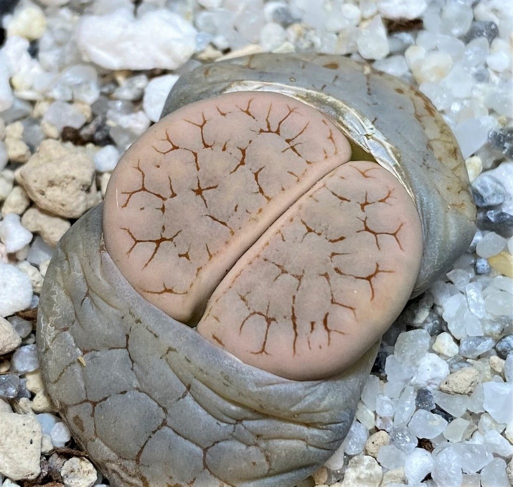SH26684 Lithops gracilidelineata