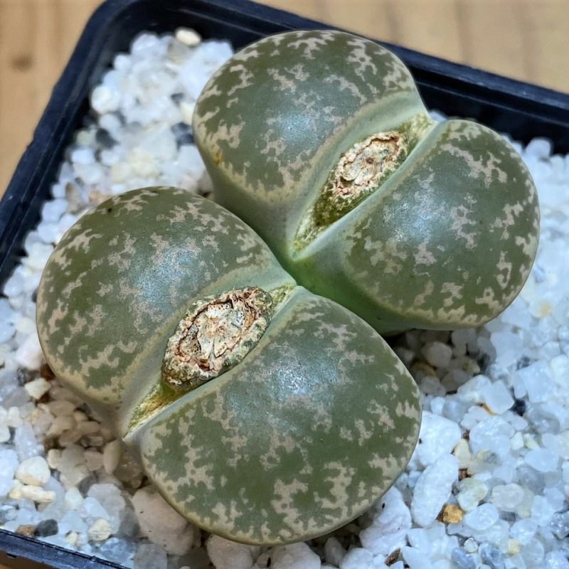 SH26686 Lithops lesliei