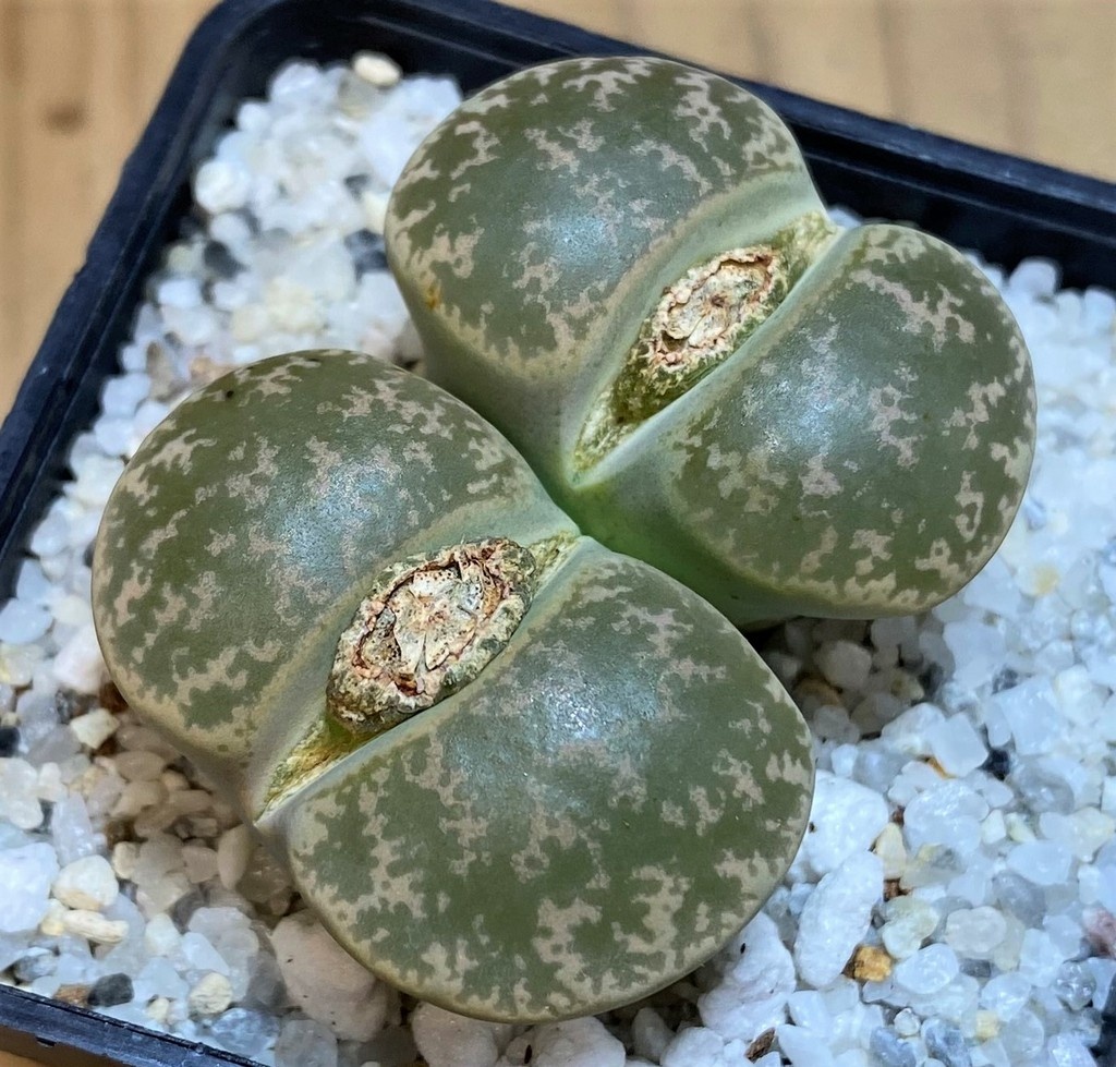 SH26686 Lithops lesliei