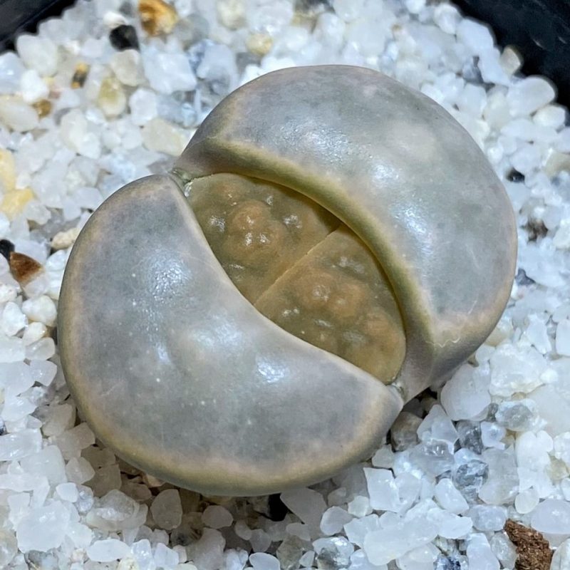 SH26687 Lithops karasmontana v. opalina