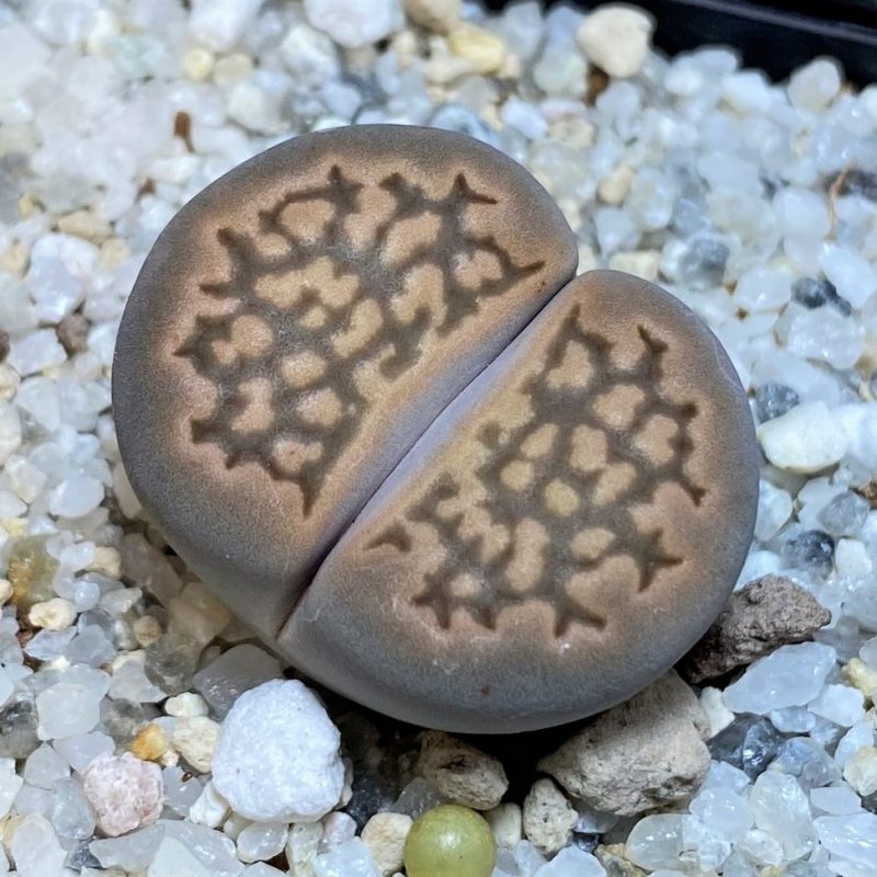 SH26688 Lithops halii