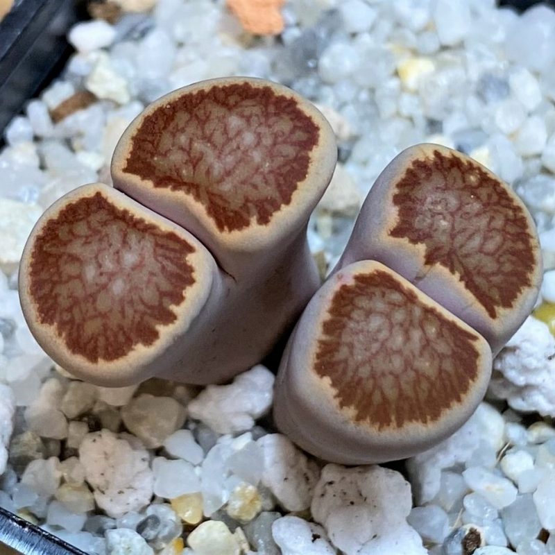 SH26689 Lithops julii 'Kikushogiyoku' hybrid