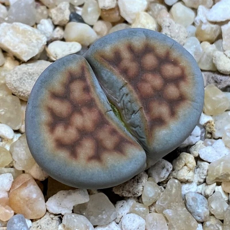 SH26690 Lithops karasmontana v. summitatum