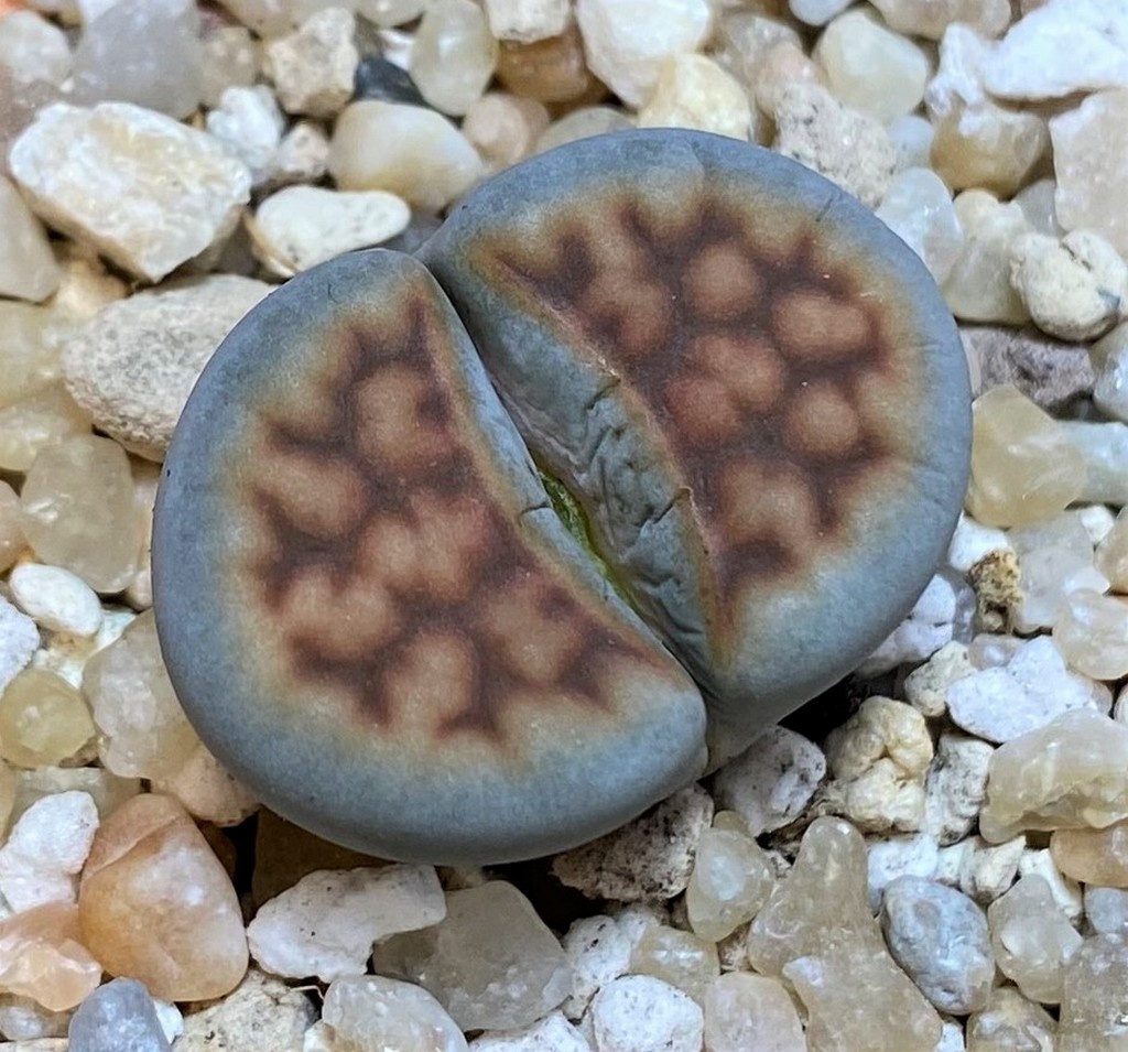 SH26690 Lithops karasmontana v. summitatum