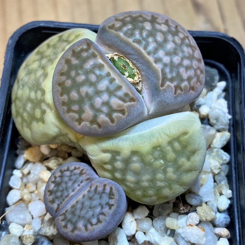 SH26691 Lithops halii