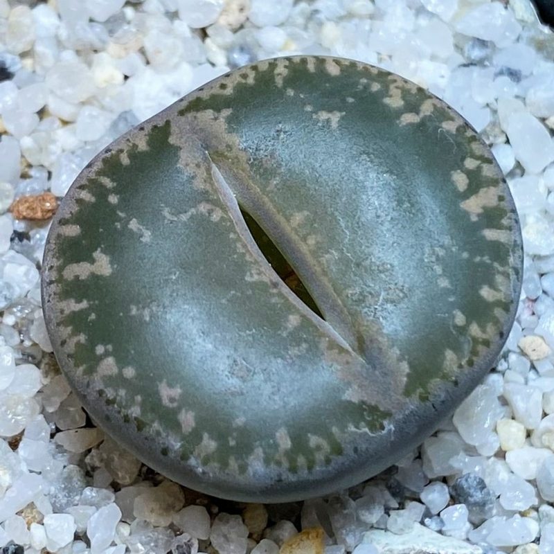 SH26692 Lithops lesliei 'Warrenton'