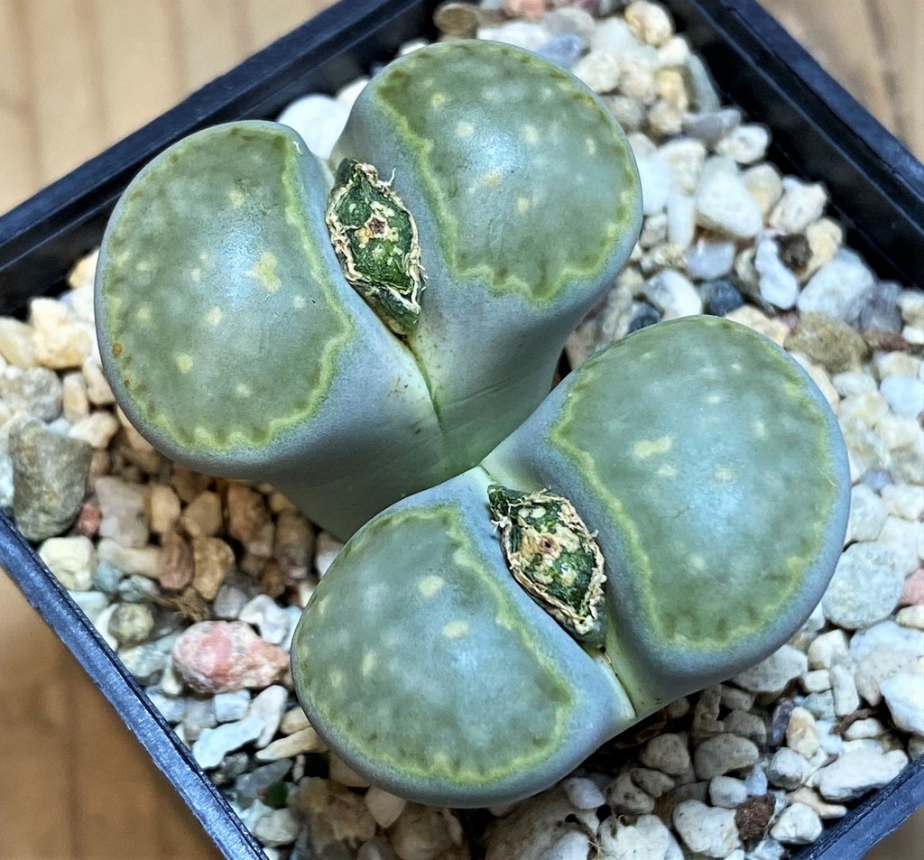 SH26693 Lithops julii 'Fuller Green'