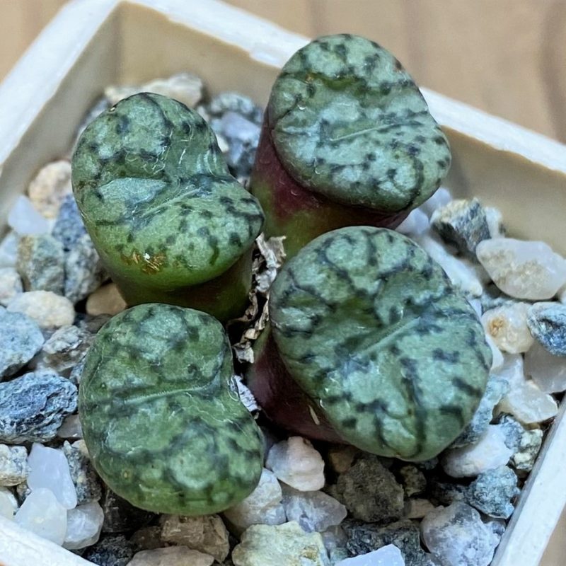SH26675 Conophytum obcordellum