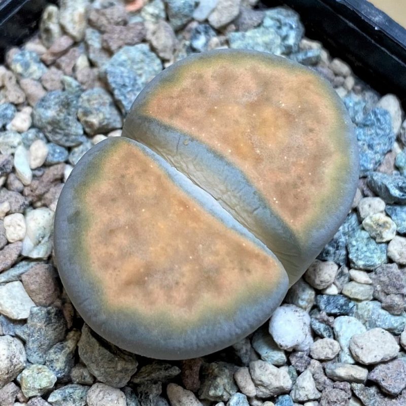 SH26694 Lithops karasmontana 'Lateritia'