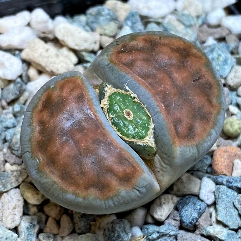 SH26695 Lithops karasmontana 'Top Red'