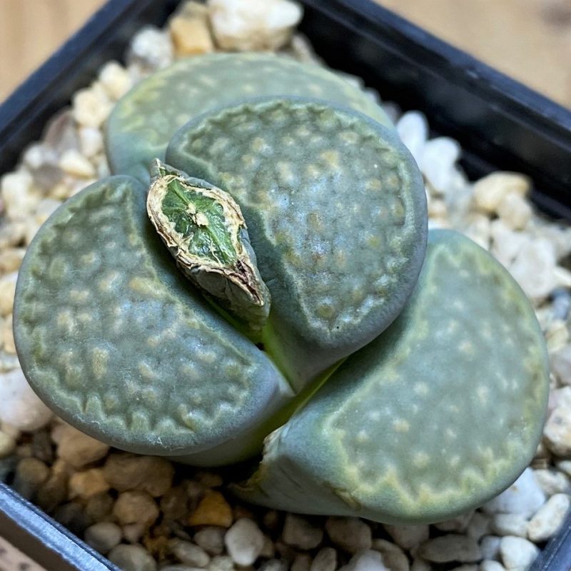 SH26696 Lithops hallii v. ochracea C111A