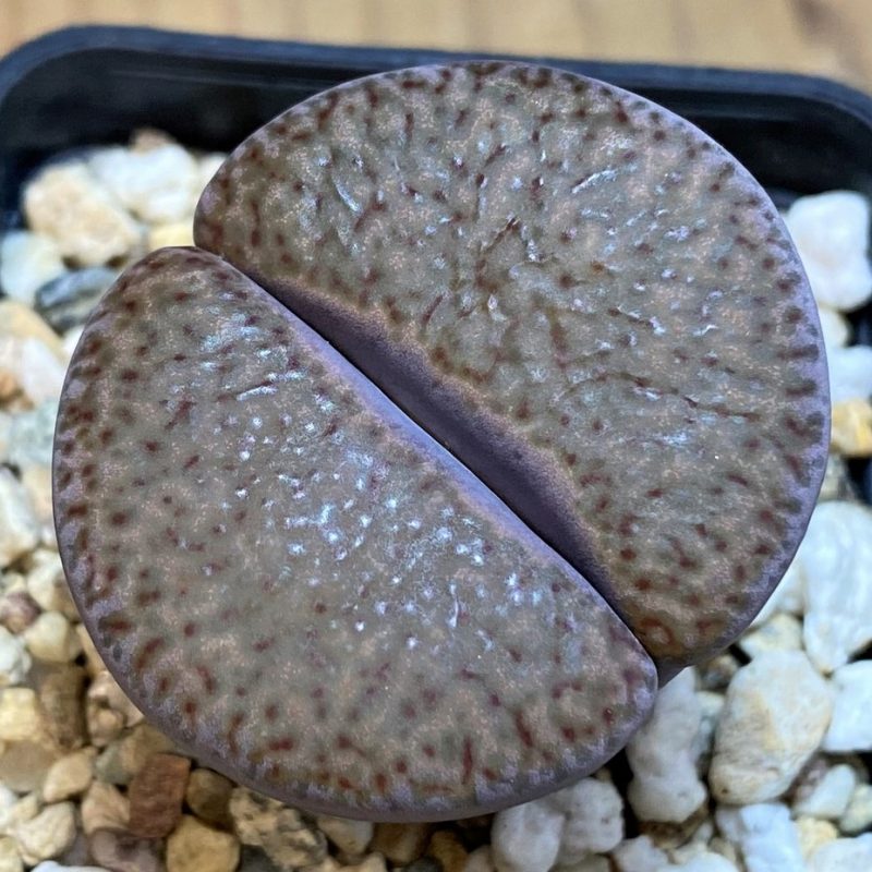 SH26697 Lithops glaudinae 'Embers'