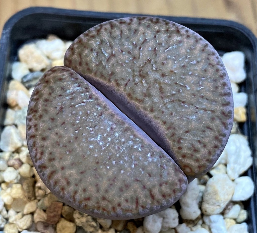 SH26697 Lithops glaudinae 'Embers'