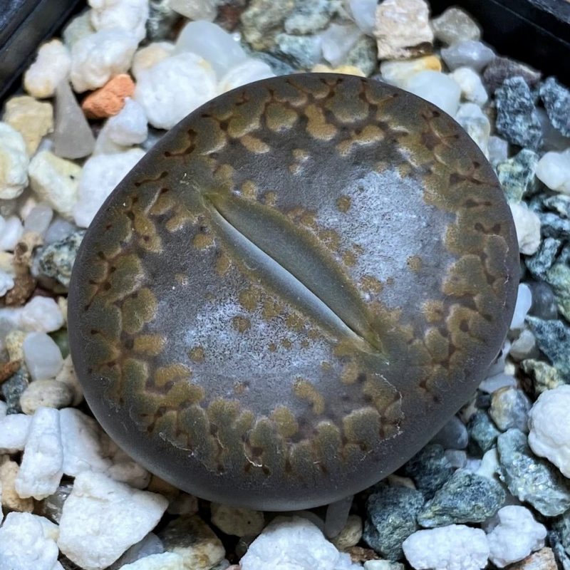 SH26698 Lithops aucampiae