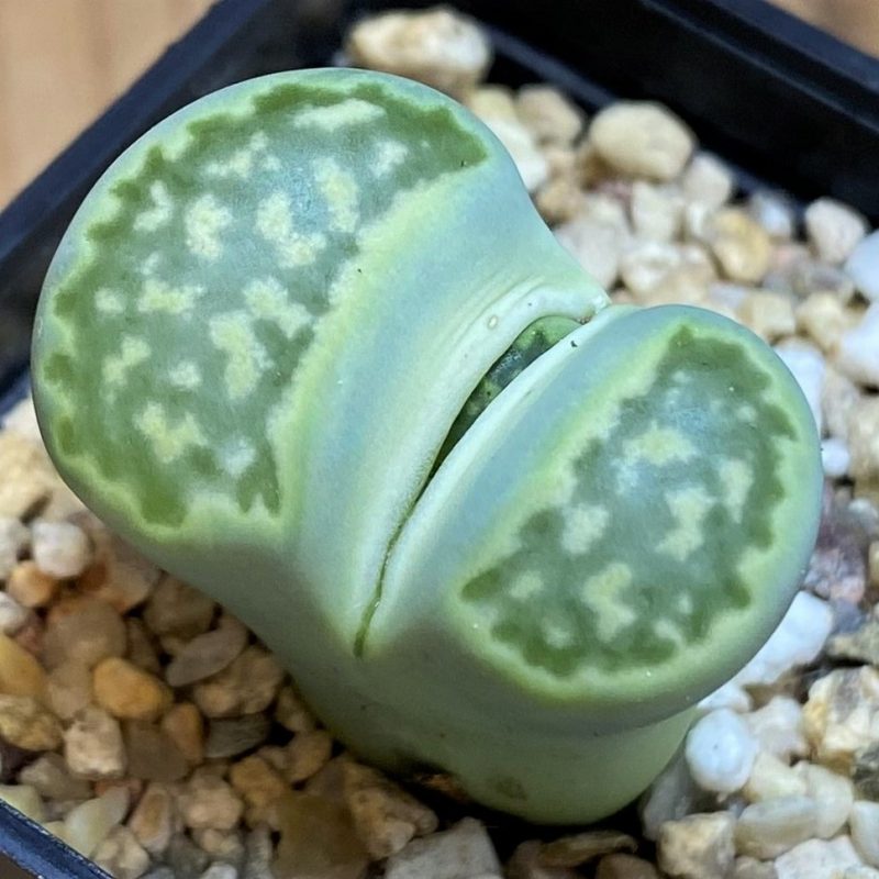 SH26699 Lithops julii 'Fuller Green' C056A
