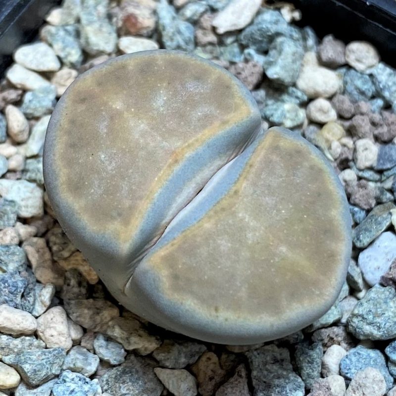 SH26700 Lithops karasmontana v. eberlanzii