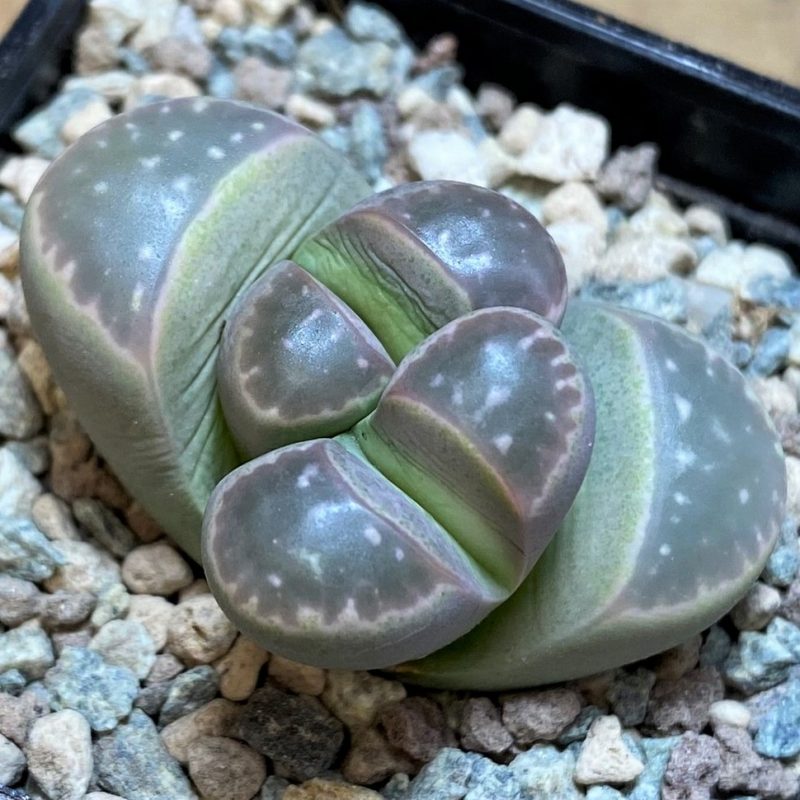 SH26701 Lithops olivacea v. nebrownii