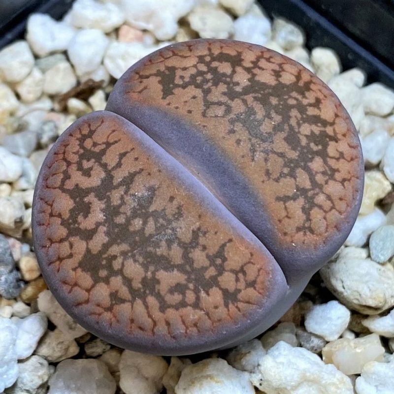 SH26702 Lithops aucampiae