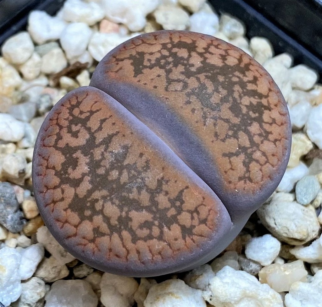 SH26702 Lithops aucampiae