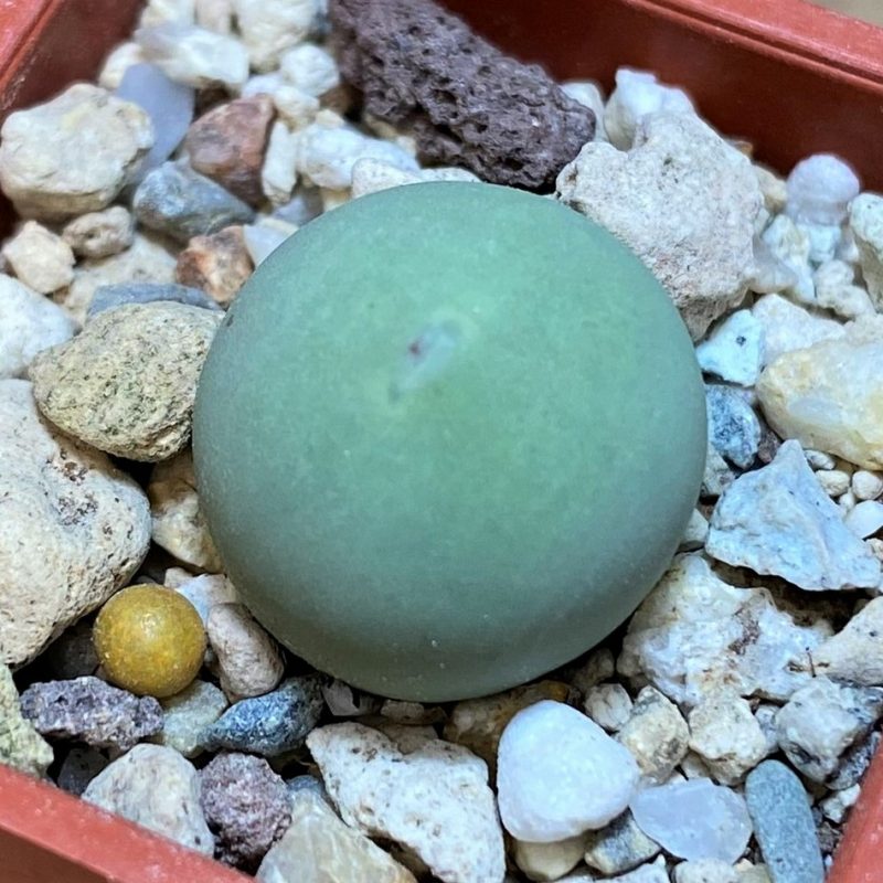 SH26676 Conophytum calculus
