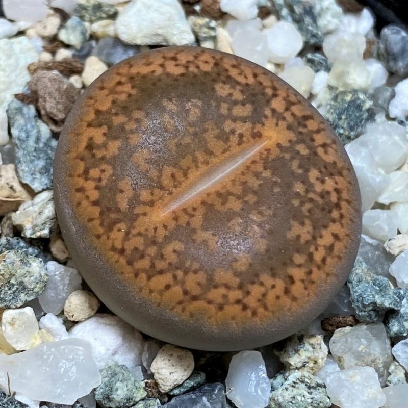 SH26703 Lithops aucampiae