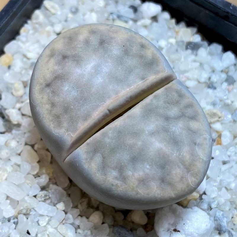 SH26704 Lithops karasmontana v. opalina