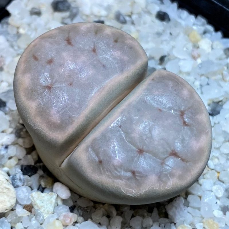 SH26705 Lithops karasmontana v. opalina