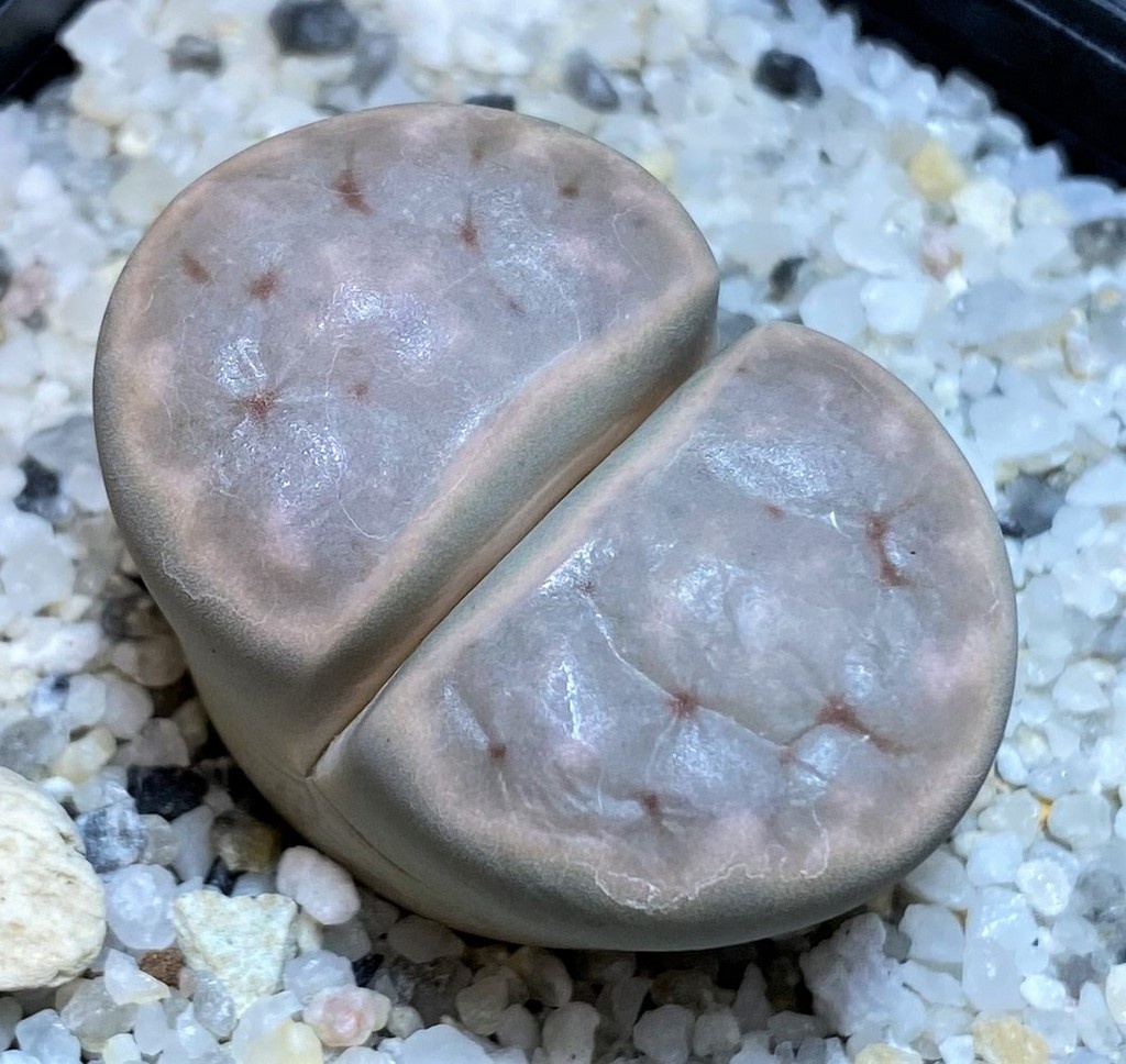 SH26705 Lithops karasmontana v. opalina