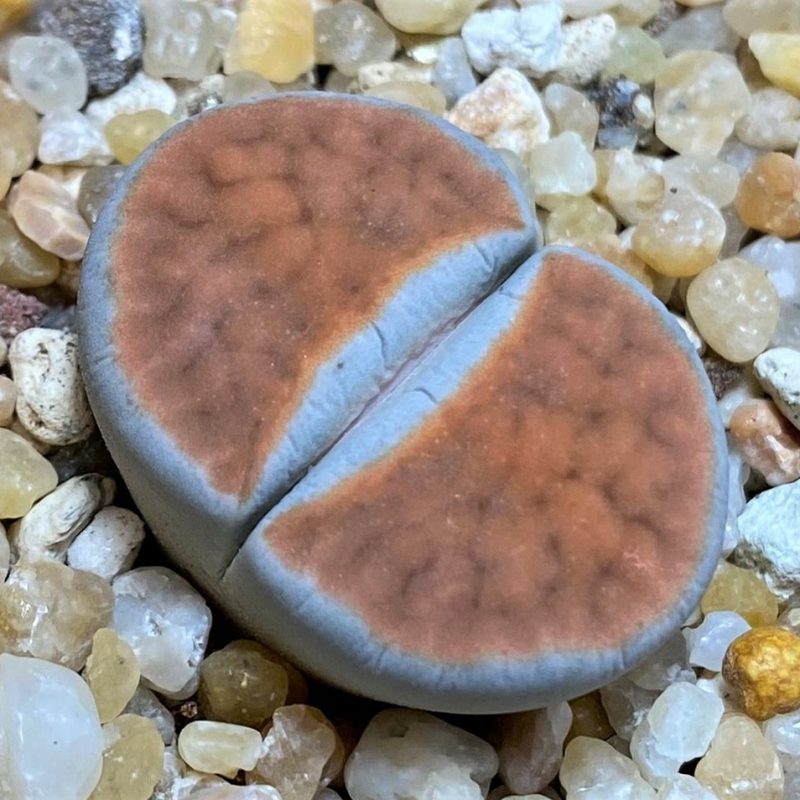 SH26706 Lithops karasmontana 'Top Red'