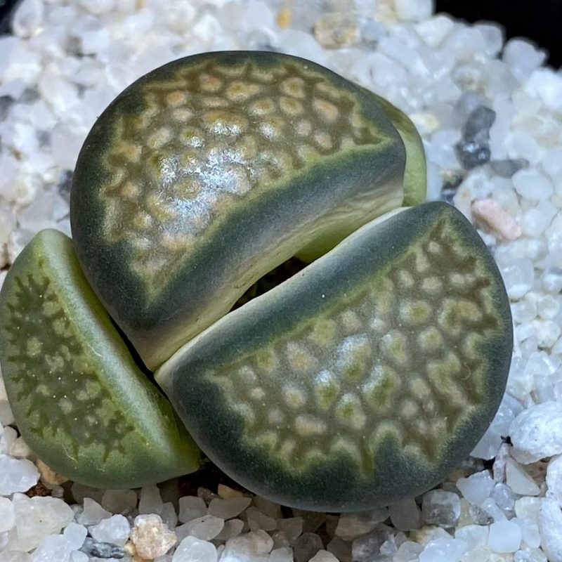 SH26707 Lithops halii