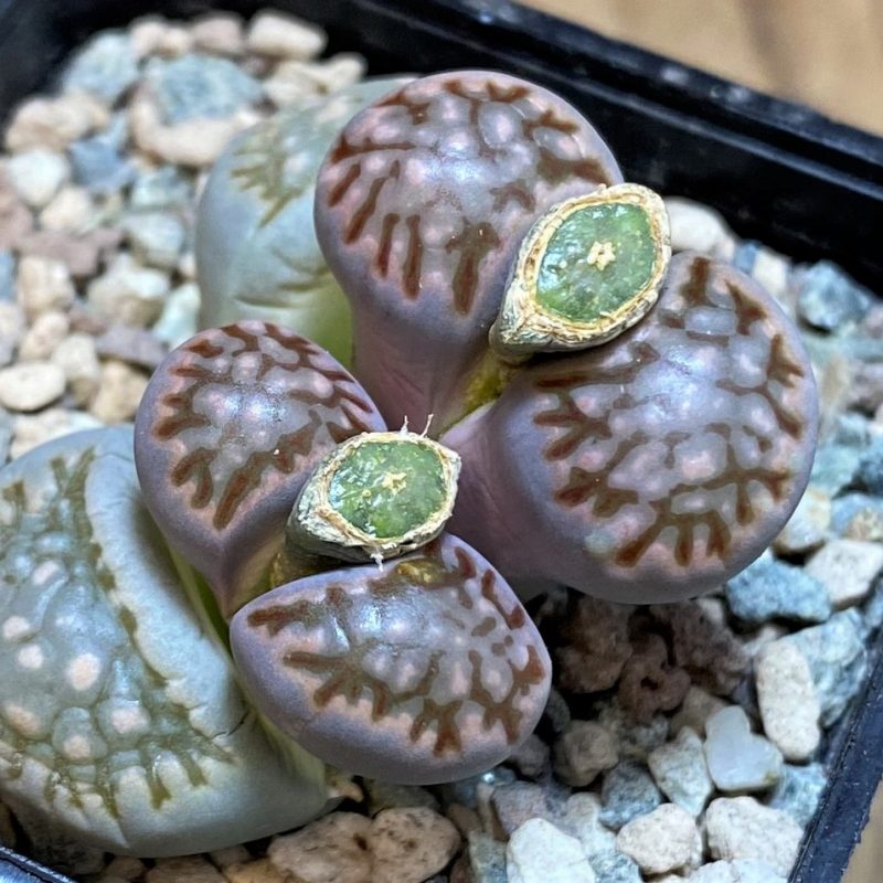 SH26708 Lithops julii