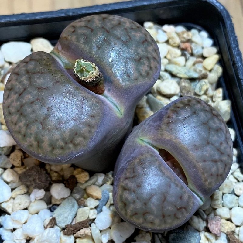 SH26710 Lithops glaudinae ‘Embers’