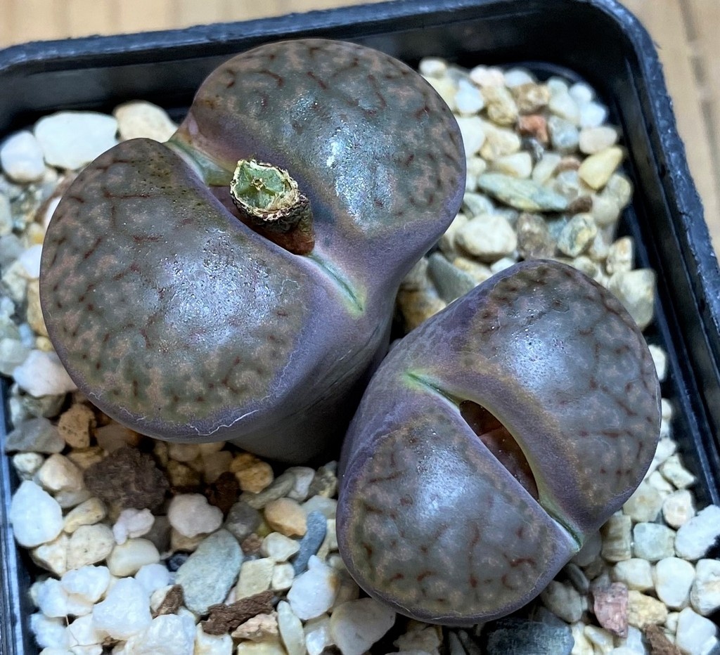 SH26710 Lithops glaudinae ‘Embers’