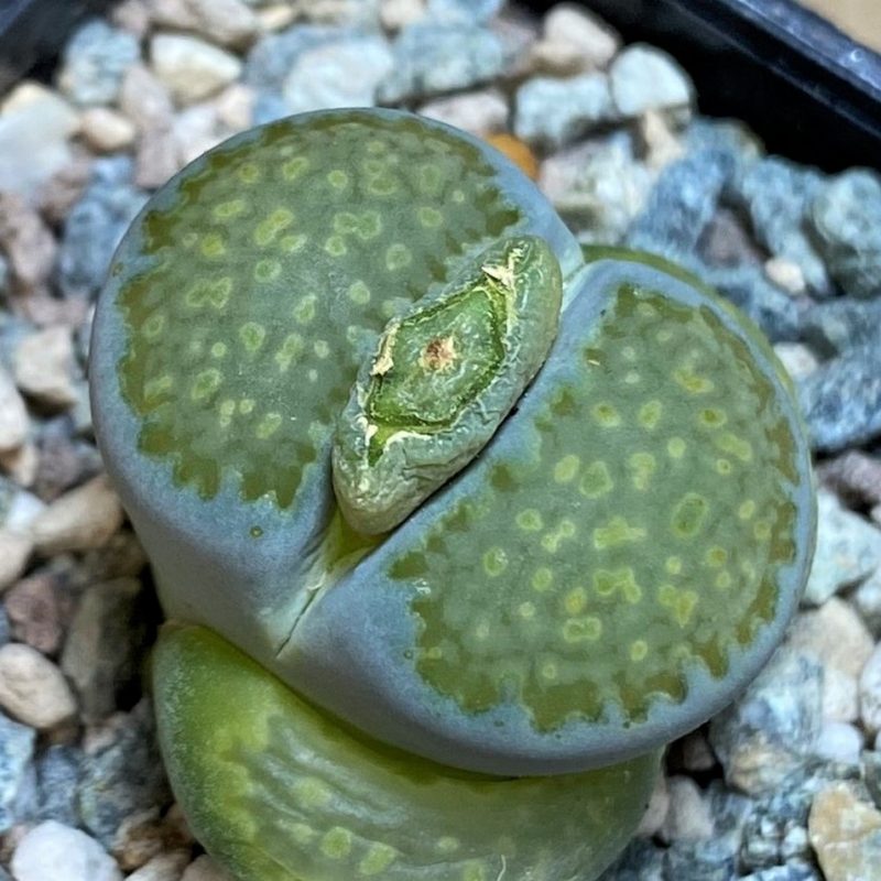 SH26711 Lithops hallii v. ochracea C111A