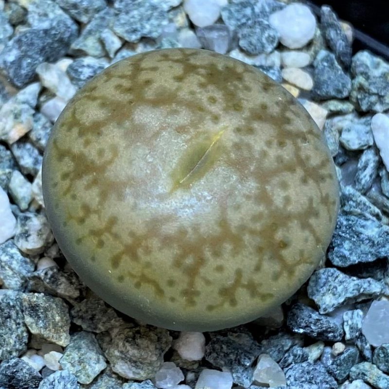 SH26713 Lithops pseudotruncatella