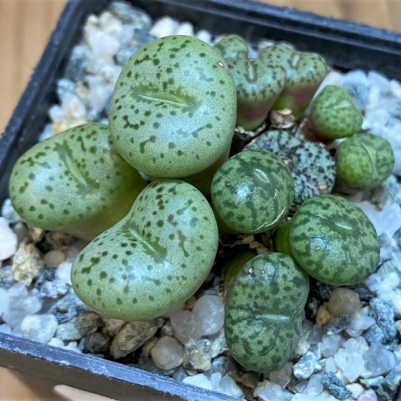 SH26677 Conophytum obcordellum mix, seedling