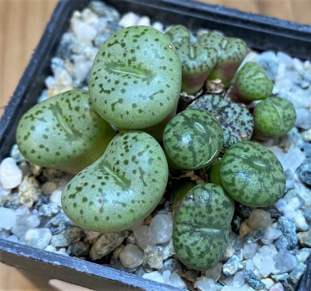 SH26677 Conophytum obcordellum mix, seedling