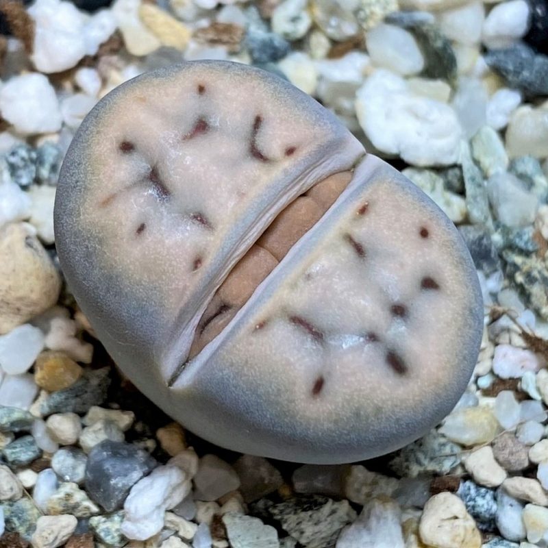 SH26714 Lithops karasmontana v. erniana