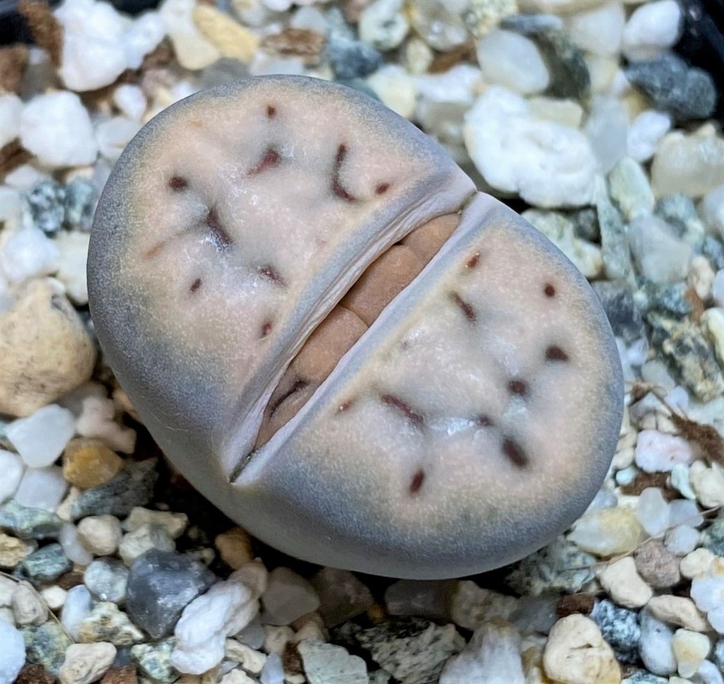 SH26714 Lithops karasmontana v. erniana