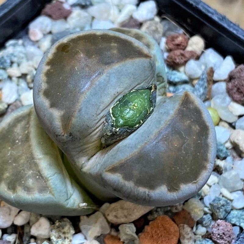 SH26715 Lithops karasmontana 'Lateritia'