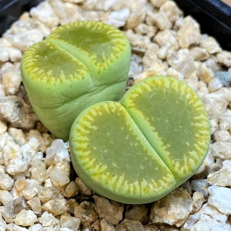 SH26716 Lithops aucampiae 'Bella Ketty'